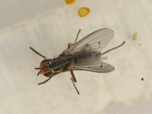 Pherbellia cinerella